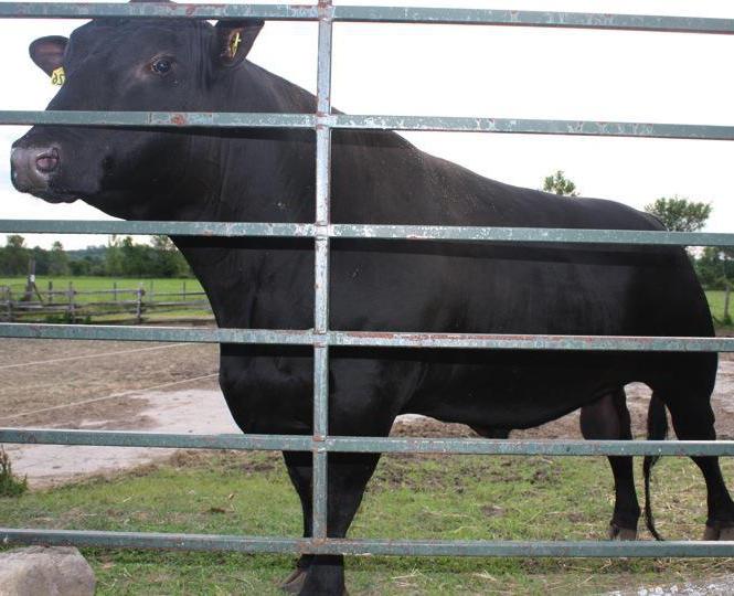 Bull-inseminator (producent). Vedligeholdelse og fodring af avlsdyr