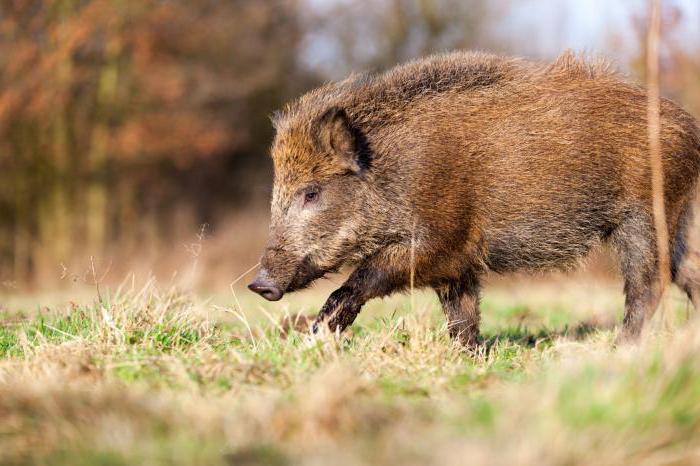 jagt med en armbue for en vildsvin fra et tårn