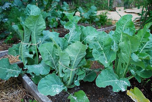 Hvorfor blomkål ikke er bundet: de vigtigste grunde