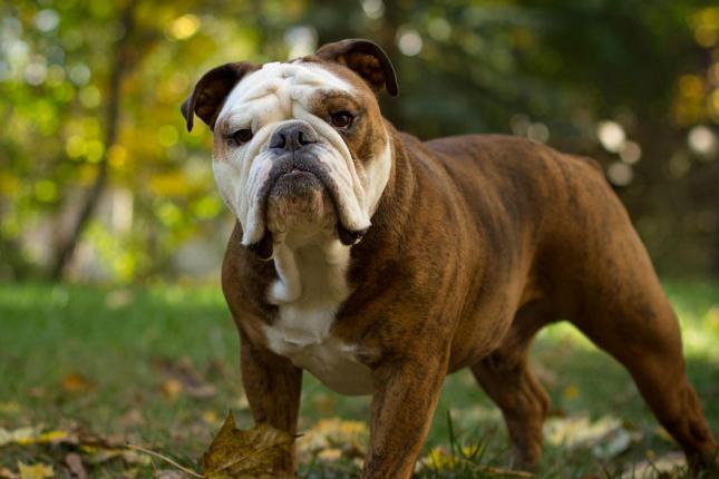 Engelsk racer af hunde. Hundeslag af den engelske dronning