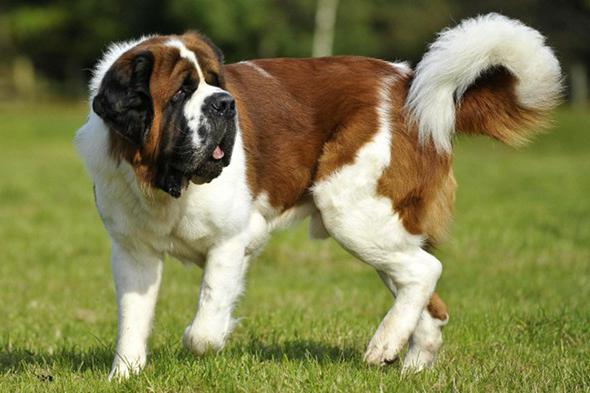 Beethoven: St Bernard hundeavlen, en af ​​de mest populære i verden