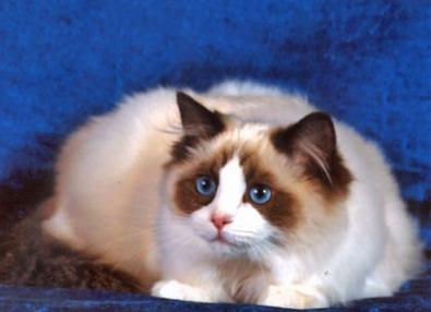 race af katte ragdoll 