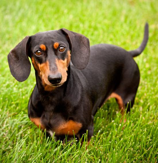 lang hund med lange ører