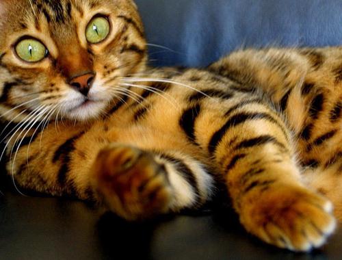 hjemmelavet leopard kat