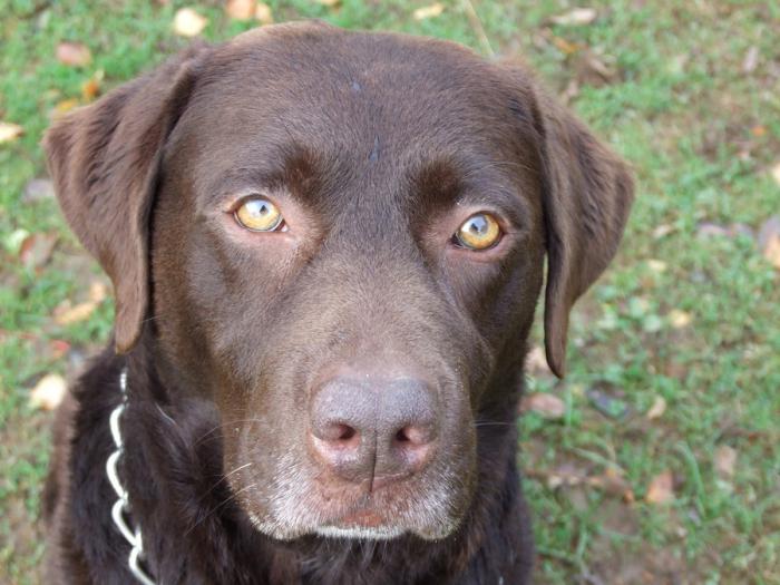 racer karakteristisk labrador