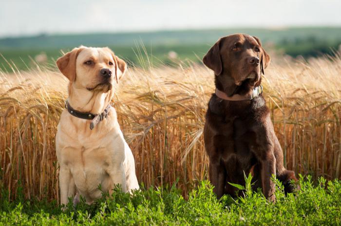 Labrador Race Karakterer anmeldelser