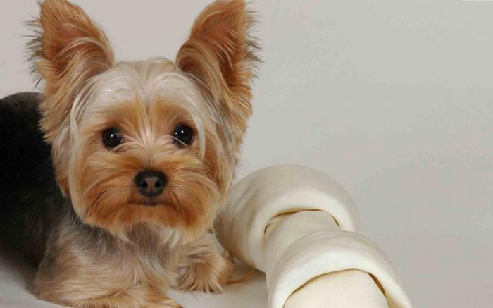 yorkshire terrier anmeldelser