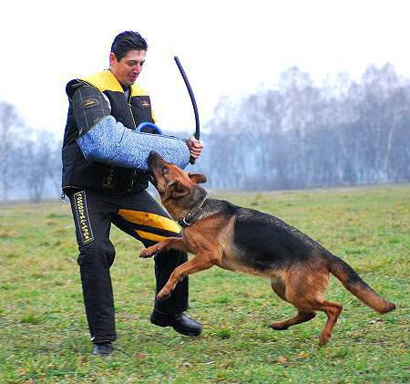  hvordan man gør en hund vred på andre folks hunde 