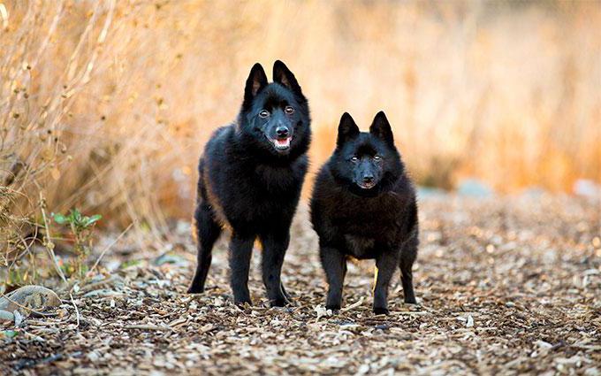 hund racer schipperke anmeldelser