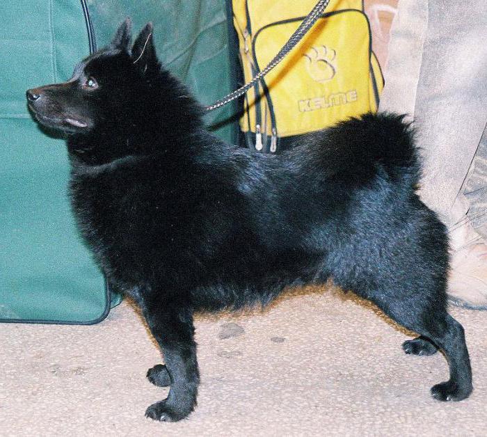 schipperke beskrivelse af race karakter