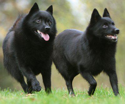 hund schipperke