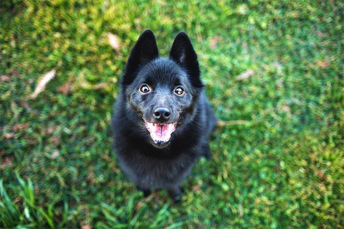 hund racer schipperke foto