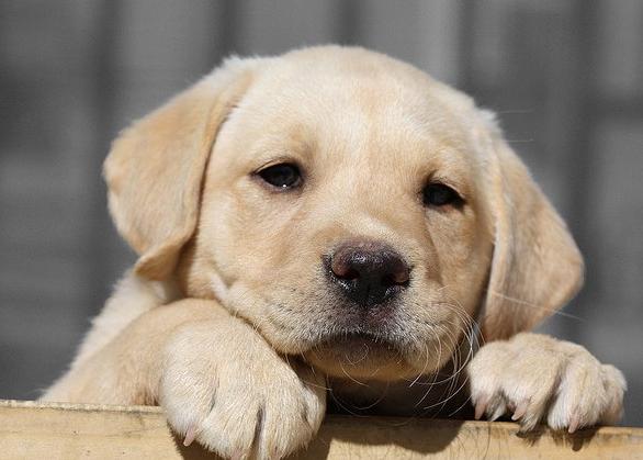 hund racer labrador