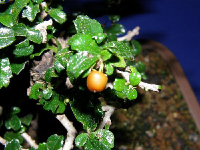 Carmona lille bonsai
