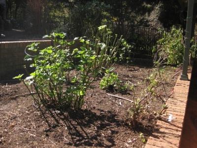 hvad man skal plante i efteråret i landet