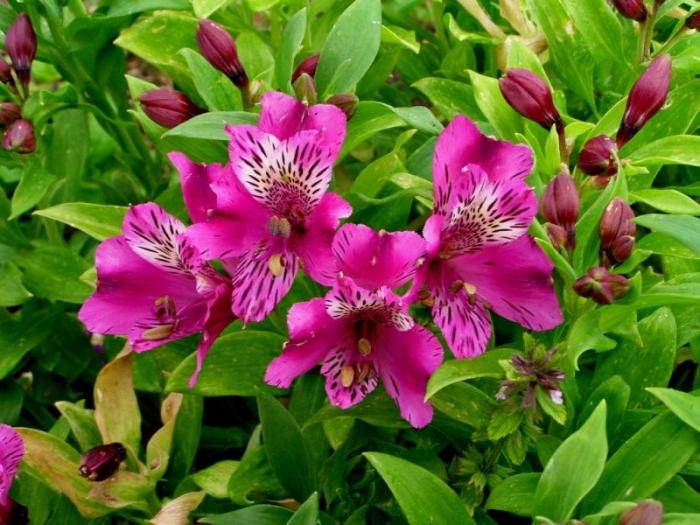 Alstroemeria blomster - dekoration til din have