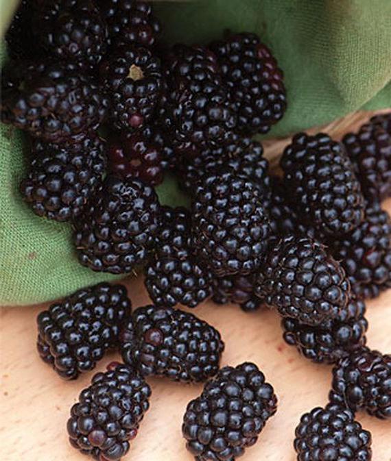 Blackberry Triple Crown: beskrivelse af cultivar, foto, kultiveringsegenskaber