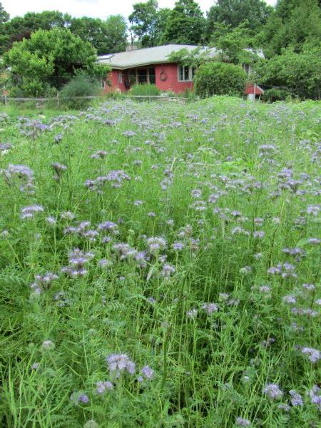 Phacelia frø