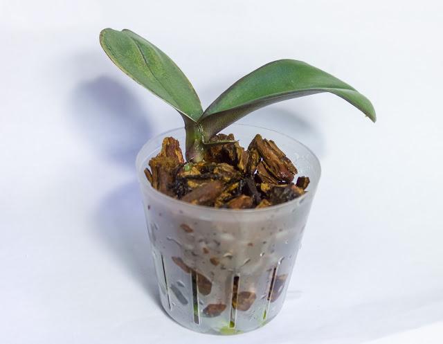 Hvordan transplanterer phalaenopsis orkidéen? Alt er meget bedre end du tror!