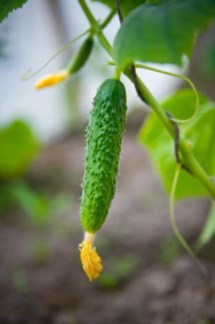 Hvordan plantes agurker korrekt?