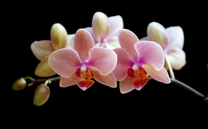 Hvordan dyrkes orkideer hjemme? Hemmeligheder til at passe på disse udsøgte blomster