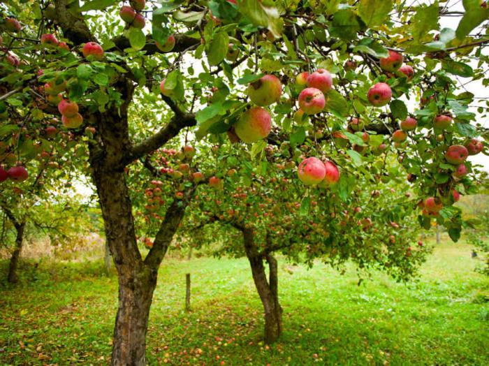 Hvordan dyrkes æble fra et frø? Plantning og pleje