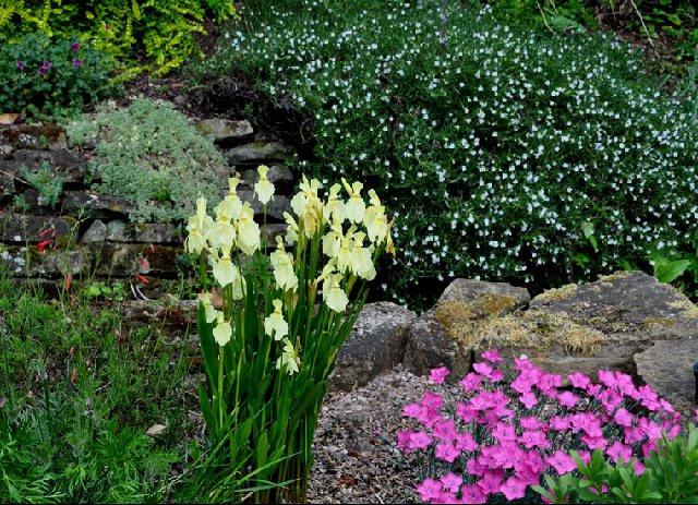 blomster til alpine dias