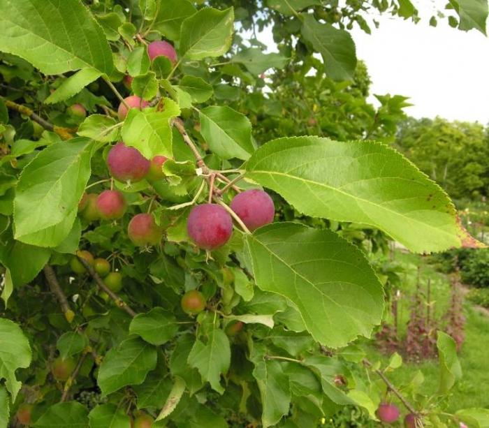 Kinesisk (apple plomme) er et paradis træ