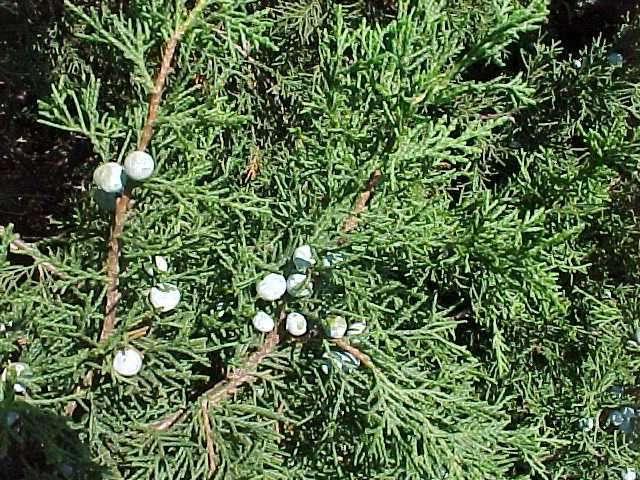 Juniperus Kinesisk Strict