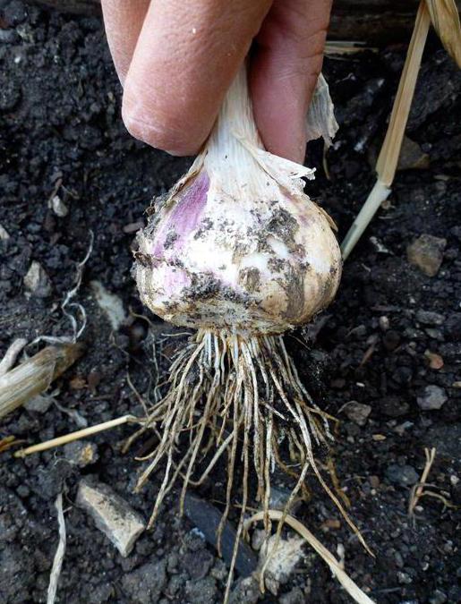 Hvornår skal du plante hvidløg i forstæderne - vælg den bedste tid