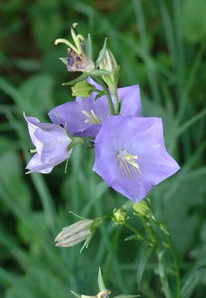  Bellflower foto 