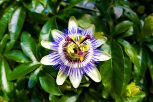 Passiflora: pleje hjemme (funktioner)