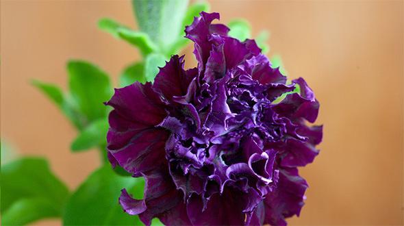 Foto af Terry Petunia