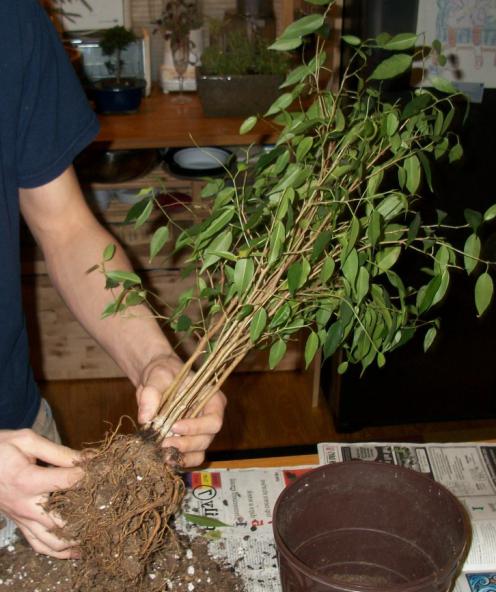 Af hvilke grunde falder ficus efter