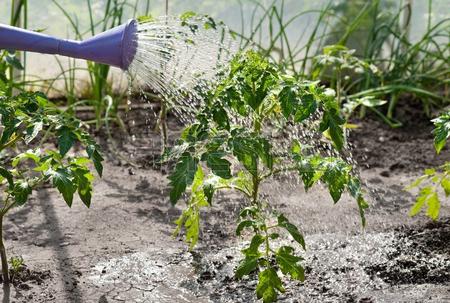 top dressing af peber frøplante gær