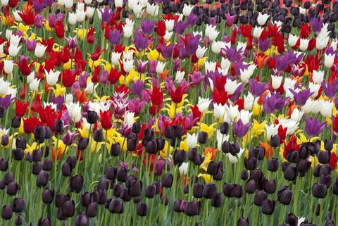 hvornår man skal plante tulipaner i Sibirien