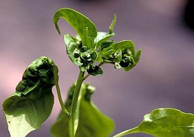 Der var en bladlus på en frøplante, hvordan skulle man håndtere det?