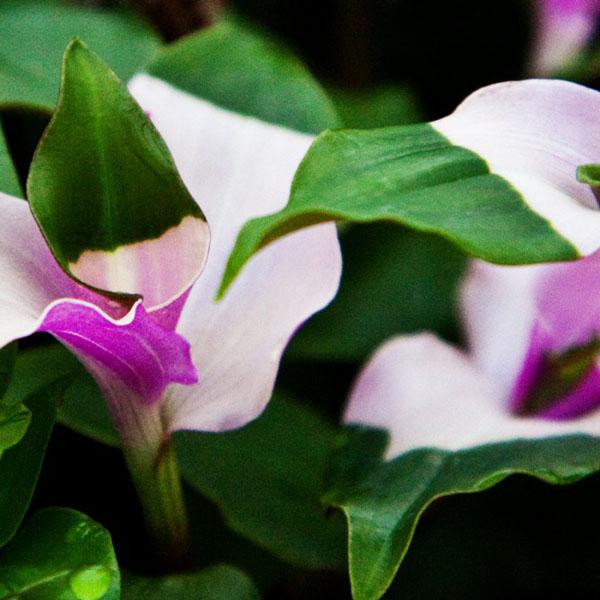 Fødselsstedet for Tradescantia. Indholdet og reproduktionen af ​​den indendørs Tradescantia