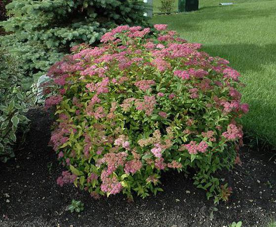 goldfleet spirea