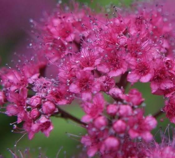 spirea goldfleet hedge