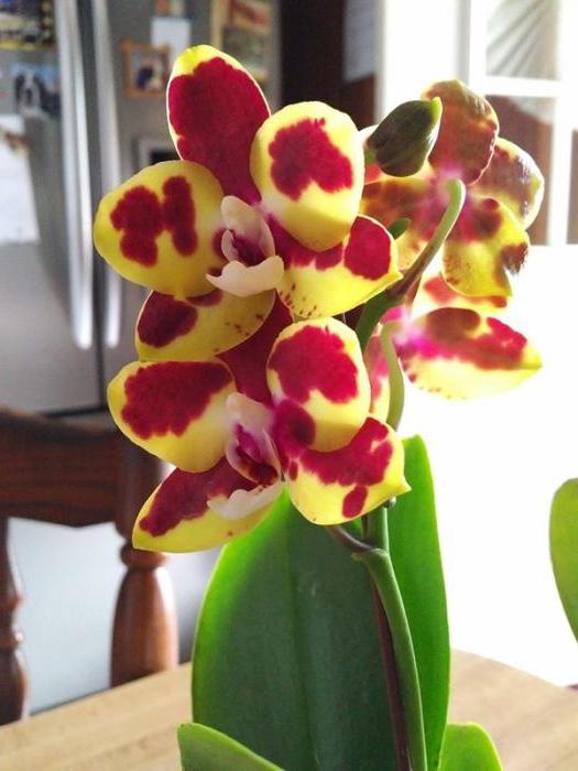 hvordan man redder orkideer fra midges