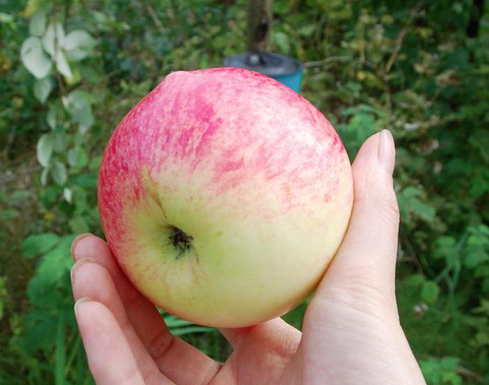 Apple Tree Bolotovskoe: beskrivelse, fotos, anmeldelser. Fordeling og egenskaber af sorten