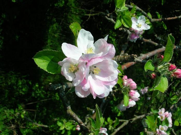 æbleblomst