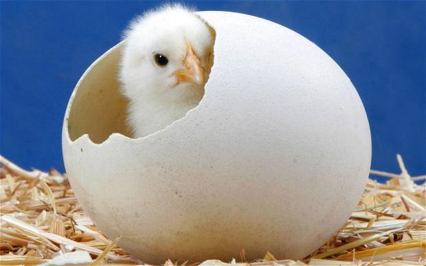 drømme æg kylling