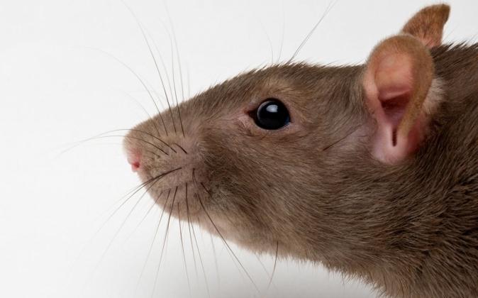 Drømmefortolkning: hvad betyder det, hvis rotten drømte?