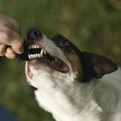 En hund bidt i en drøm - hvad er det her for?