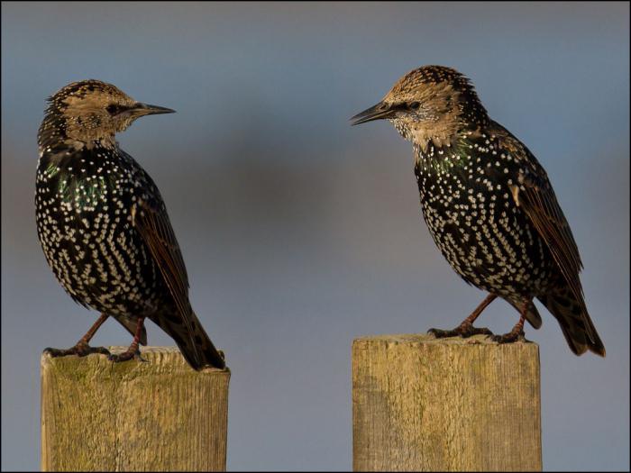 hvordan starlings ser ud