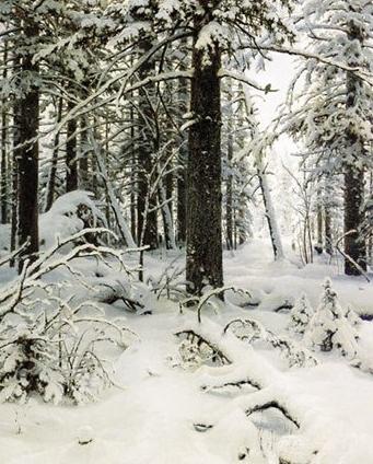 Mesterværker af russiske malere: En beskrivelse af Shishkins maleri "Vinter"