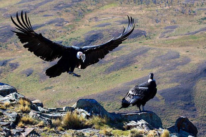 Andes Condor: habitat, foto