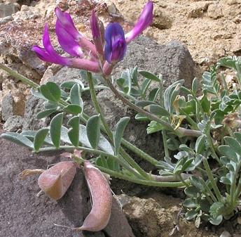 Astragalus er udødelighedens urt